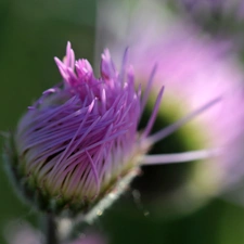 Violet, Aster, bud