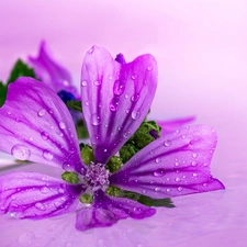 Mallow, Colourfull Flowers, Violet