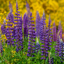 Flowers, lupine, blur, Violet