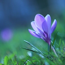 Colourfull Flowers, crocus, Violet