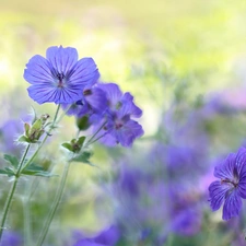 Colourfull Flowers, geranium, Violet