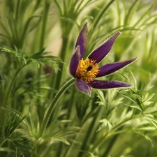 Colourfull Flowers, pasque, Violet