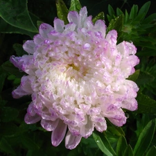 Colourfull Flowers, white, Violet, Aster