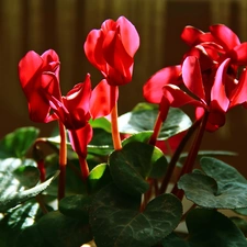 Red, Cyclamen