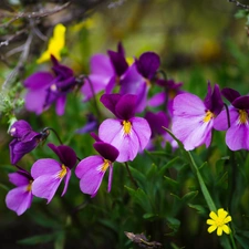 Violets, Flowers, purple