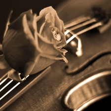 rose, violin