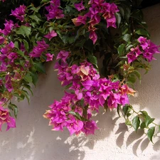 Bush, Bougainvillea, wall, Pink