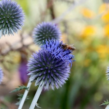 purple, Flowers, Echinops, Orbs