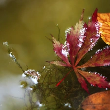 water, Leaf, an