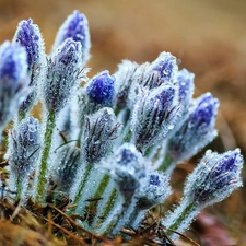 pasque, drops, water, Buds