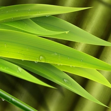 bamboo, drops, water, Leaf