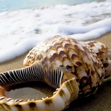 water, shell, Beaches