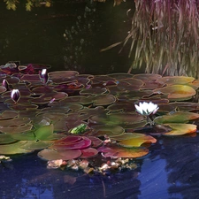 Pond - car, Lily, water