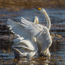 Two cars, Swan, water, White