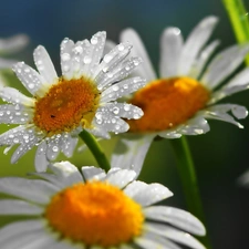 water, daisy, drops