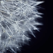 water, dandelion, drops