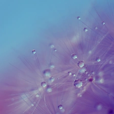 water, dandelion, drops