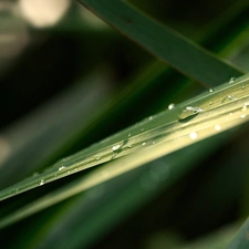 water, grass, drops