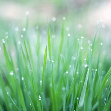 water, grass, drops