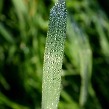 water, grass, drops