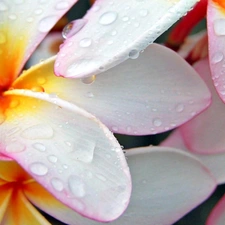 water, Plumeria, drops