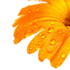 Colourfull Flowers, drops, water, Gerbera