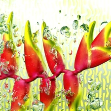 Heliconia, water