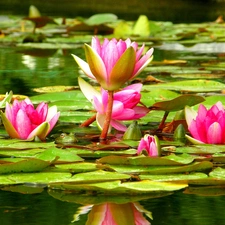 lilies, water