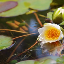 lilies, water