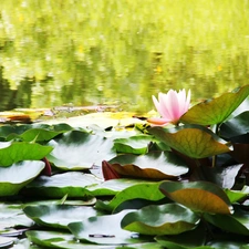 lilies, water