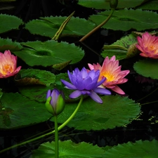 lilies, water