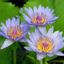 water, Blue, lilies