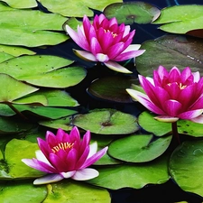 water, Pink, lilies