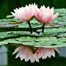 Lily, water