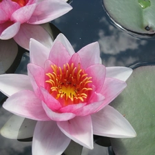 Leaf, Lily, water