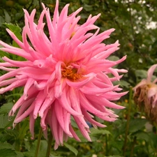 Pink, drops, water, Dalia