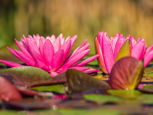 Two cars, Flowers, Water lilies, Pink