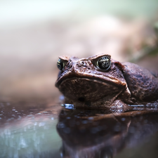 Plants, strange frog, water