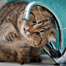 water, play, Bathroom, tap, kitten