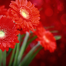 Red, drops, water, gerberas