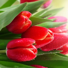 Red, drops, water, Tulips