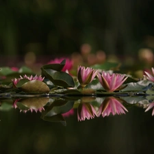 Water lilies, reflection