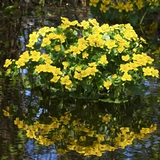 water, marigolds, reflection