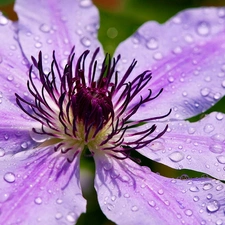 water, drops, Violet, traveller