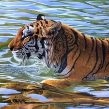 tiger, water