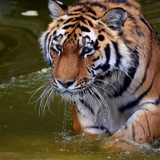 tiger, water