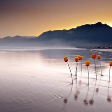 water, Tulips, west, sun, Mountains