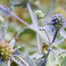 Violet, drop, water, teasel