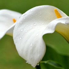 White, drops, water, Calla