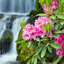 waterfall, Pink, rhododendron